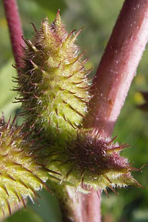 Xanthium strumarium \ Gewhnliche Spitzklette / Rough Cocklebur, Common Cocklebur, D Mannheim-Waldhof 17.9.2013