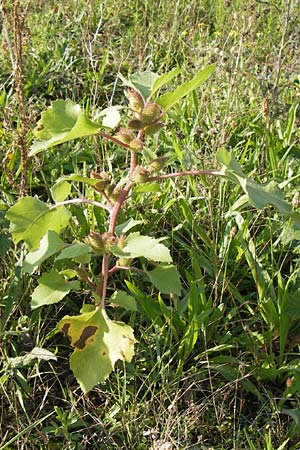 Xanthium strumarium \ Gewhnliche Spitzklette / Rough Cocklebur, Common Cocklebur, D Mannheim-Waldhof 17.9.2013