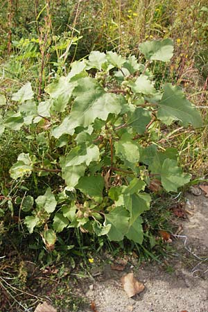 Xanthium albinum \ Ufer-Spitzklette, D Mannheim-Lindenhof 28.9.2014