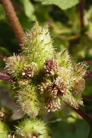 Xanthium albinum \ Ufer-Spitzklette, D Mannheim-Lindenhof 28.9.2014