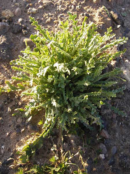 Senecio vernalis \ Frhlings-Greiskraut / Eastern Groundsel, D Eppertshausen 19.9.2012