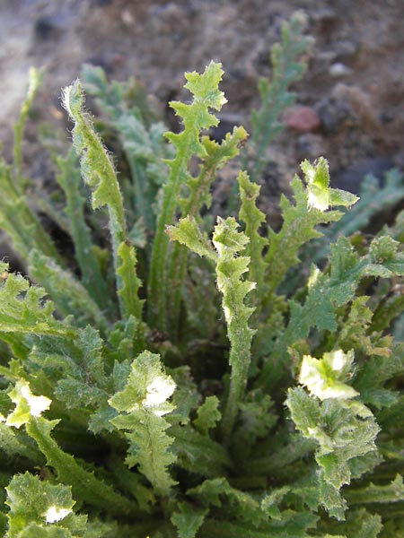 Senecio vernalis \ Frhlings-Greiskraut / Eastern Groundsel, D Eppertshausen 19.9.2012