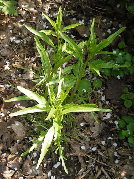 Rorippa x anceps \ Niederliegende Sumpfkresse / Hybrid Yellow-Cress, D Th&uuml;ringen Weimar, Belvedere 6.5.2013