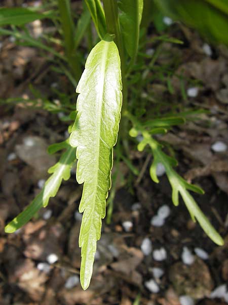 Rorippa x anceps \ Niederliegende Sumpfkresse / Hybrid Yellow-Cress, D Th&uuml;ringen Weimar, Belvedere 6.5.2013