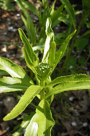 Rorippa x anceps \ Niederliegende Sumpfkresse / Hybrid Yellow-Cress, D Th&uuml;ringen Weimar, Belvedere 6.5.2013