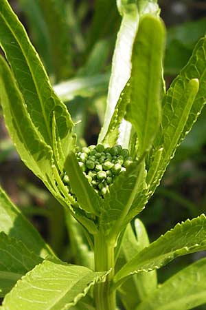 Rorippa x anceps \ Niederliegende Sumpfkresse / Hybrid Yellow-Cress, D Th&uuml;ringen Weimar, Belvedere 6.5.2013