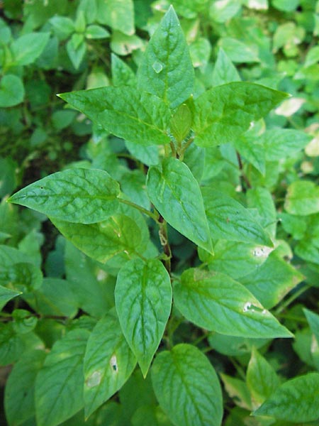 Circaea lutetiana \ Gewhnliches Hexenkraut, Groes Hexenkraut / Enchanter's Nightshade, D Thüringen, Eisenach 5.8.2013