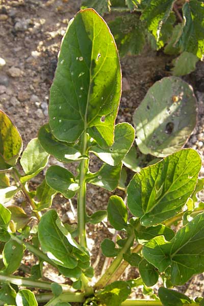 Barbarea vulgaris \ Gewhnliches Barbarakraut / Winter Cress, D Mannheim 21.8.2013