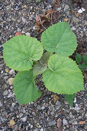 Paulownia tomentosa \ Blauglockenbaum / Princess Tree, Foxglove Tree, D Worms 29.8.2013