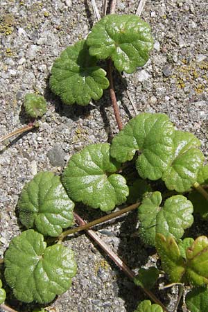 Glechoma hederacea \ Gundermann, Gundelrebe / Ground-Ivy, D Heidelberg 1.9.2013