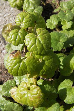 Glechoma hederacea \ Gundermann, Gundelrebe / Ground-Ivy, D Heidelberg 1.9.2013