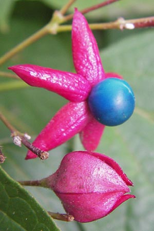 Clerodendrum trichotomum \ Japanischer Losbaum / Harlequin Glory Bower, Chance Tree, D Mannheim 14.9.2013