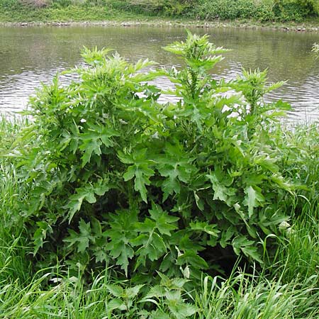 Carduus crispus \ Krause Distel / Welted Thistle, D Mannheim 8.5.2014