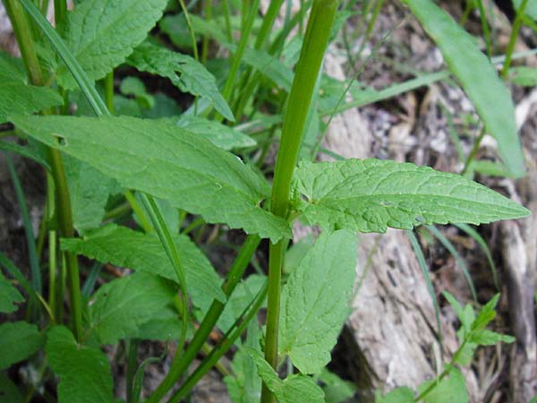 Scutellaria galericulata \ Sumpf-Helmkraut, Kappen-Helmkraut / Skullcap, D Pfalz, Speyer 21.5.2014