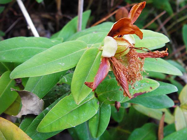 Hypericum calycinum \ Grokelchiges Johanniskraut, Immergrnes Johanniskraut / Creeping St. John's-Wort, Aaron's Beard, D Eich 1.7.2014