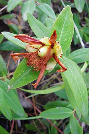 Hypericum calycinum \ Grokelchiges Johanniskraut, Immergrnes Johanniskraut / Creeping St. John's-Wort, Aaron's Beard, D Eich 1.7.2014