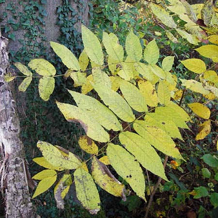 Juglans nigra \ Schwarznuss / Black Walnut, American Walnut, D Ketsch 2.11.2014