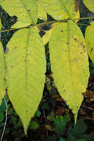 Juglans nigra \ Schwarznuss / Black Walnut, American Walnut, D Ketsch 2.11.2014