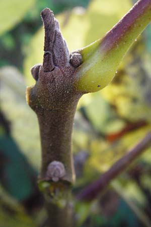 Juglans nigra \ Schwarznuss / Black Walnut, American Walnut, D Ketsch 2.11.2014