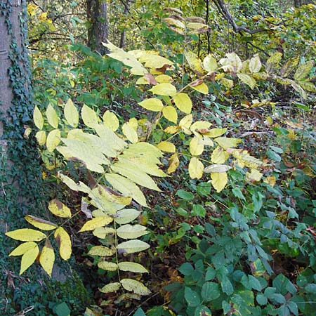 Juglans nigra \ Schwarznuss / Black Walnut, American Walnut, D Ketsch 2.11.2014