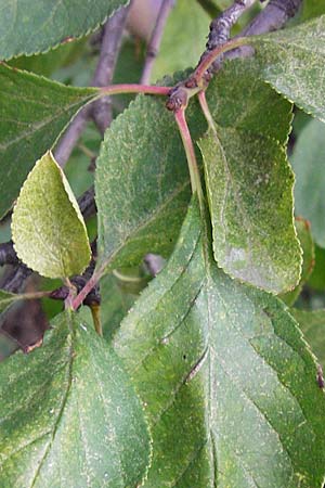 Prunus domestica subsp. prisca \ Ziparte, Zib&auml;rtle / Zibarte, D Mannheim 25.7.2014