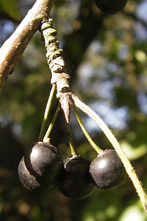 Rhamnus cathartica \ Purgier-Kreuzdorn, Echter Kreuzdorn / Buckthorn, D Pfungstadt 21.9.2010