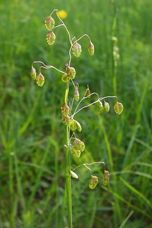 Briza media \ Gewhnliches Zittergras / Common Quaking Grass, D Ketsch 16.5.2014