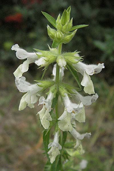 Stachys annua \ Einjhriger Ziest / Annual Yellow Woundwort, D Ladenburg 1.10.2006
