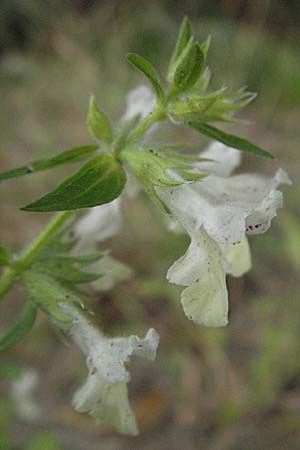 Stachys annua \ Einjhriger Ziest / Annual Yellow Woundwort, D Ladenburg 1.10.2006