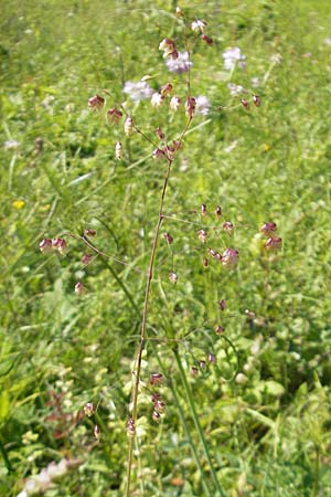 Briza media \ Gewhnliches Zittergras / Common Quaking Grass, D Bruchsal 13.6.2009