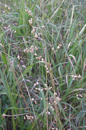 Briza media \ Gewhnliches Zittergras / Common Quaking Grass, D Neuleiningen 1.8.2009