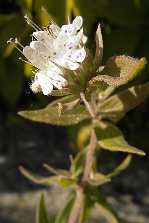 Pycnanthemum pilosum \ Behaarte Bergminze / Hairy Mountain Mint, D Weinheim an der Bergstraße 8.9.2009