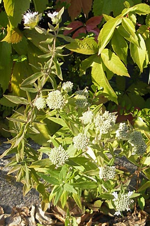 Pycnanthemum pilosum \ Behaarte Bergminze / Hairy Mountain Mint, D Weinheim an der Bergstraße 8.9.2009