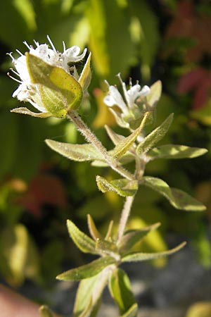 Pycnanthemum pilosum \ Behaarte Bergminze / Hairy Mountain Mint, D Weinheim an der Bergstraße 8.9.2009
