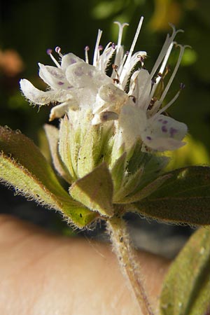 Pycnanthemum pilosum \ Behaarte Bergminze / Hairy Mountain Mint, D Weinheim an der Bergstraße 8.9.2009