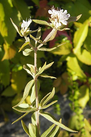Pycnanthemum pilosum \ Behaarte Bergminze / Hairy Mountain Mint, D Weinheim an der Bergstraße 8.9.2009