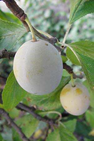 Prunus domestica subsp. prisca \ Ziparte, Zib&auml;rtle / Zibarte, D Mannheim 25.7.2014