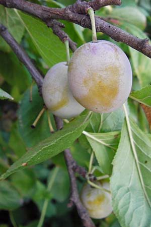 Prunus domestica subsp. prisca \ Ziparte, Zib&auml;rtle / Zibarte, D Mannheim 25.7.2014