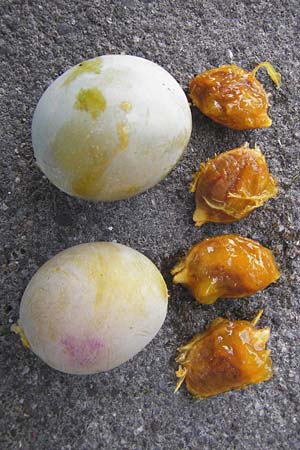 Prunus domestica subsp. prisca \ Ziparte, Zib&auml;rtle / Zibarte, D Mannheim 25.7.2014