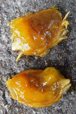 Prunus domestica subsp. prisca \ Ziparte, Zib&auml;rtle / Zibarte, D Mannheim 25.7.2014