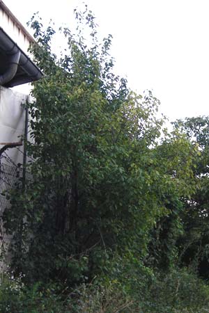 Prunus domestica subsp. prisca \ Ziparte, Zib&auml;rtle / Zibarte, D Mannheim 25.7.2014