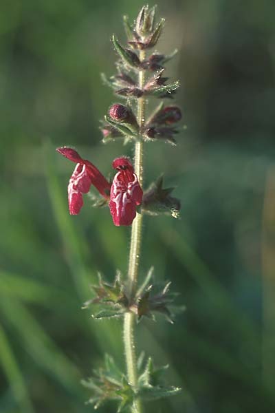 Stachys sylvatica, Wald-Ziest Stachys sylvatica, Wald-Ziest