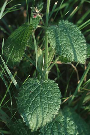 Stachys sylvatica \ Wald-Ziest / Hedge Woundwort, D Pforzheim 24.9.2005