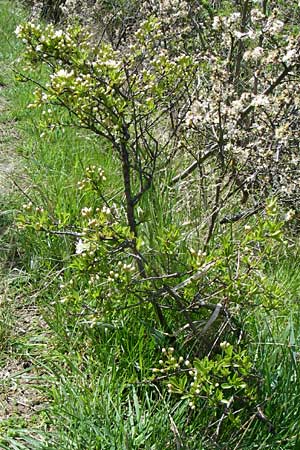 Prunus fruticosa \ Zwerg-Kirsche / European Dwarf Cherry, Ground Cherry, D Rheinhessen, Gau-Odernheim 20.4.2008