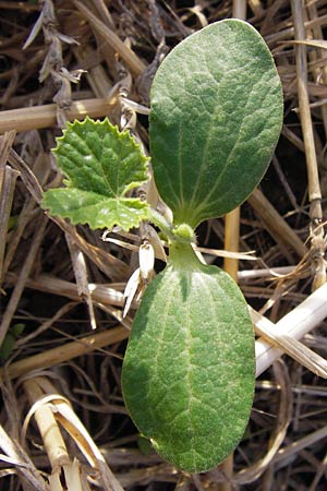 Cucurbita pepo var. italica \ Zucchini / Courgette, D Wiesloch 13.8.2013