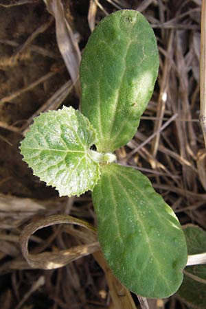 Cucurbita pepo var. italica \ Zucchini / Courgette, D Wiesloch 13.8.2013