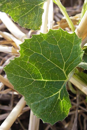 Cucurbita pepo var. italica \ Zucchini / Courgette, D Wiesloch 13.8.2013