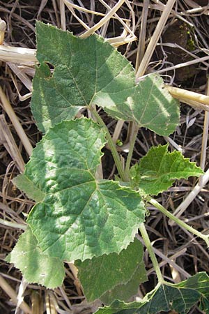 Cucurbita pepo var. italica \ Zucchini / Courgette, D Wiesloch 13.8.2013