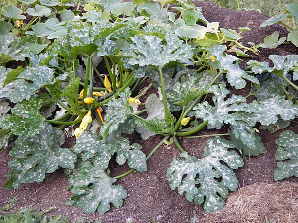 Cucurbita pepo var. italica \ Zucchini / Courgette, D Mannheim 26.6.2014