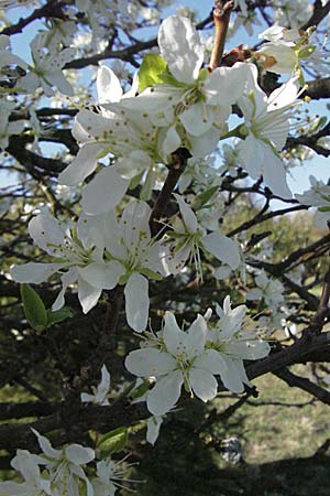 Prunus domestica subsp. domestica \ Zwetschge, Pflaume / Plum, D Apfelberg 14.4.2007